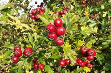 Crategus schraderiana berries and foliage
